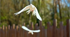 Spectacle d'oiseaux à Center Parcs Les Ardennes