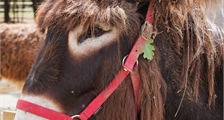 A la découverte de la ferme du Poitou à Center Parcs Le Bois aux Daims