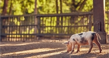 La ferme pour enfants à Center Parcs Le Lac d'Ailette