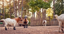 Ferme de chèvre à Center Parcs Port Zélande