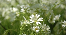 Huiles essentielles, l'atelier aromatique de l'été à Center Parcs Les Trois Forêts